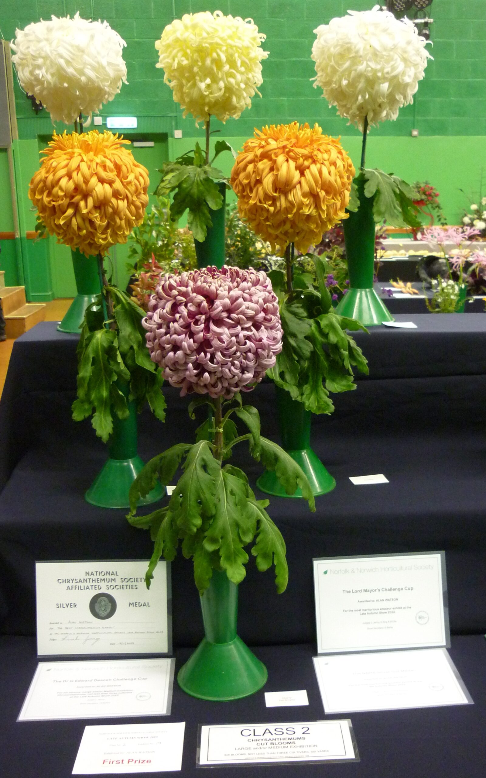 Picture of Alan's winning Chrysanthemums